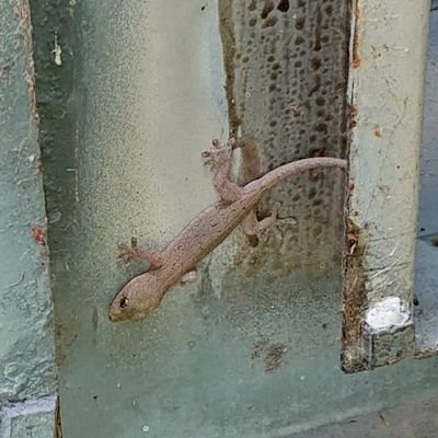 gecko_vill's profile picture. タロット占いをやっております。最近は、#オラクルカード メイン #数秘術 勉強中です 笑顔多き１日になりますように♪
#アレルギー #甲殻類アレルギー 持ち #花好き #珈琲 #紅茶 そして #玉子焼き が大好きなのです あっ！虫は大が∞に付くほど嫌いで苦手です！ 笑 #天外者 #高橋優