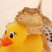 Founder of T1TAN. I am lizard. Member of @TheLandOfDuck
With Ukraine we stand #fortniteseason3