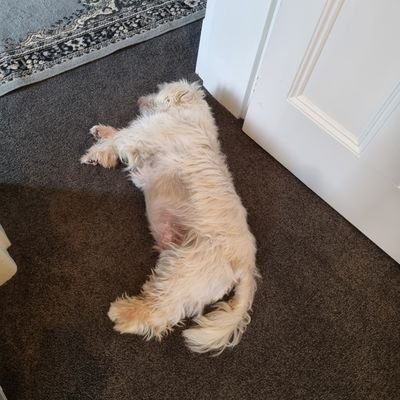 pipieohmy's profile picture. Stop being retarded