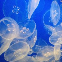 Tracey Darling (@jacornjo) 's Twitter Profile