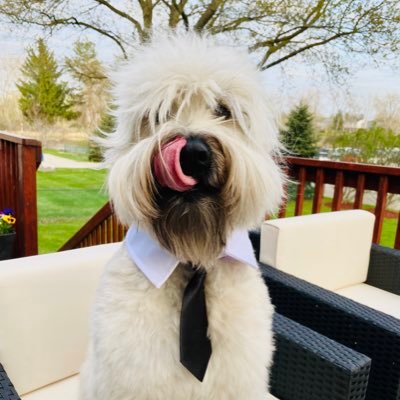 SCWT Soft Coated Wheaten Terrier 😊Happy (always), 🤣Funny, 😤Stubborn (excessively), 🥰Loving, 😡Argumentative…kinda’ like his mom 🤭  #dogsoftwitter