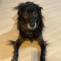 AJR (@lupus24221846) 's Twitter Profile