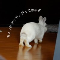たかもん🐰👶(@AnimalShout) 's Twitter Profile Photo