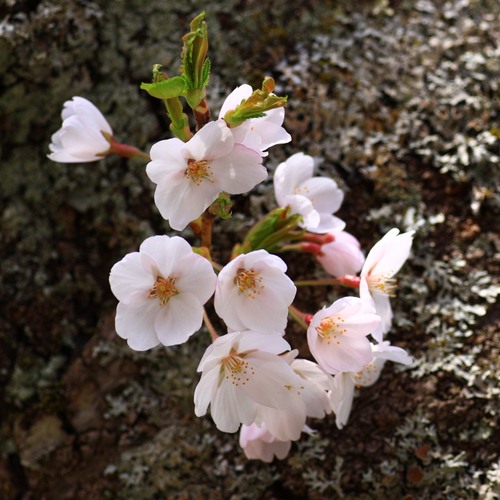 梨に関連するお問い合わせは https://t.co/aYMp96BiiF.ura+brwafe2@gmail.com へ
只見線に関するお問い合わせなどは brwafe2 でググって出てくる「Taken with brwafe2 」へどうぞ