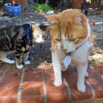 Weenut and Oliver: two adventure cats off to explore the great world, both outside and in. Both rescues and Weenut is a foster fail.