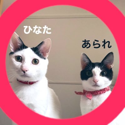 元保護猫の『ひなた』♂と『あられ』♀です。今は大阪で夫婦と一緒に住んでいます。呟きは旦那さんか奥さんがおこなってます。 みんなで幸せになります🍀