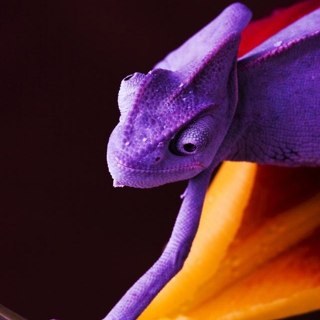 agiliss Profile