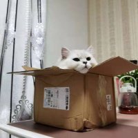 Matthew (@nekonibbles) 's Twitter Profile