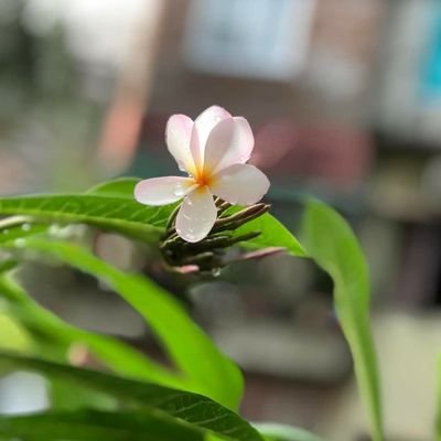 NurunNa73688898's profile picture. I am Raisa's  Mom.