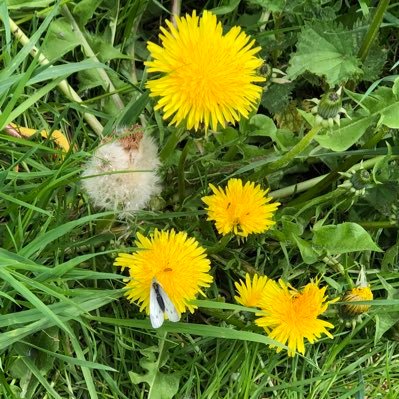 flora, meadows, birds, bees, butterflies & moths. Photography. Love gardening. Flamencophile. European. She/her.  Mastodon - SaraW@mastodon.scot