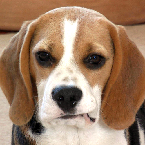 We are a family run, licensed Kennel Club Assured Breeder of beagles in Suffolk, UK. We have 6 beagles: Barnaby, Ava, Smilla, Rebus, Tuppence and Gatsby.