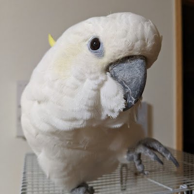 Sz9IbwfwTVUlGjv's profile picture. 