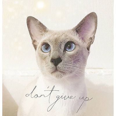 PonPoco1209's profile picture. ポコ:20/12/9生まれ➡21/9/1:FIPウエット診断➡21/9/2:Spark＆Aurq投薬開始➡21/11/24:投薬終了➡21/12/9:再発:同日再投薬➡21/12/25:漢方治療へ切替➡22/1/14:本格的再投与開始➡22/6/8:経過観察開始➡22/9/9寛解