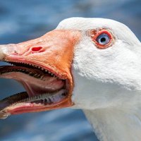 GooseSquad.Tez (@tezgoosesquad) 's Twitter Profile