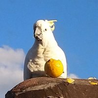 ππ±π Graham Klerks π¦πΊπ¬π§πͺπΊπΊπ¦ (@grahamklerks) 's Twitter Profile