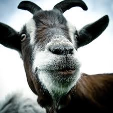 Anna Goatman Profile