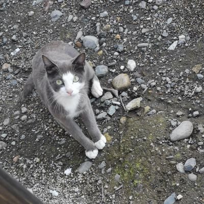 元野良猫tiktokerのチョロネにゃ
無言フォロー失礼します
https://t.co/wWy6Lf0A8A