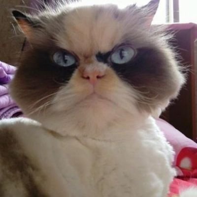 zooculto's profile picture. 𝕰𝖘 𝖚𝖓𝖆 𝖑𝖆𝖇𝖔𝖗 𝖒𝖚𝖞 𝖉𝖎𝖋í𝖈𝖎𝖑 𝖌𝖆𝖓𝖆𝖗𝖘𝖊 𝖊𝖑 𝖆𝖋𝖊𝖈𝖙𝖔 𝖉𝖊 𝖚𝖓 𝖌𝖆𝖙𝖔.
𝕾𝖊𝖗á 𝖙𝖚 𝖆𝖒𝖎𝖌𝖔, 𝖓𝖔 𝖙𝖚 𝖊𝖘𝖈𝖑𝖆𝖛𝖔