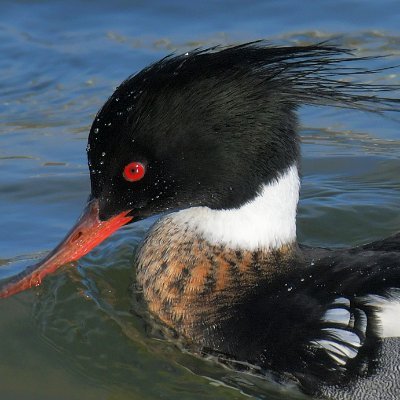 rb_merganser Profile Picture