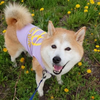 柴犬ゆう太(2011年5月19日生)よろしくね😄 忙しい時はTwitter（現X）TL見れないこと多いです💦 ～写真無断転用・転載ご遠慮を～ #柴北会 #柴犬 https://t.co/kL1B57XlSi