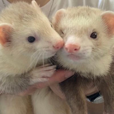 give_me_right's profile picture. R6S、FGO、スタレ、ゼンゼロ、鳴潮 /ゲームしたり配信したり。