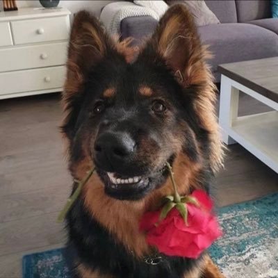 RotPieces's profile picture. 