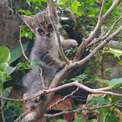 berisik kalo ketemu kucing oren
diem-diem maling