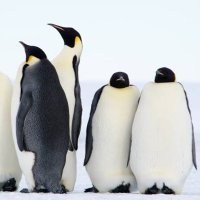 penguin (@penguinmanager) Twitter profile photo