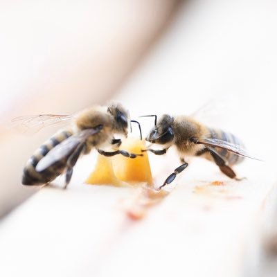 Aux côtés des abeilles dans les Alpes 🏔 Entreprises, engagez vous, parrainez des ruches, et offrez de beaux produits aux collaborateurs ou clients 🌱🤝