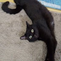 ume (@muruin0k0re) Twitter profile photo