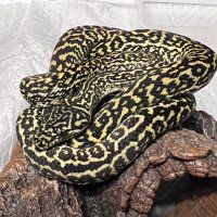 りえ (@rieshuu) 's Twitter Profile