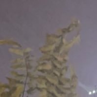 msmmalki's profile picture. 