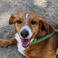 Anthony ▼ (@anthonyleaton) 's Twitter Profile Photo