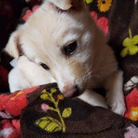 がんちゃん (@lxamqlmuillrtdy) 's Twitter Profile