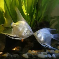 Independent 🇸🇬🇨🇳 (@lho1011) 's Twitter Profile