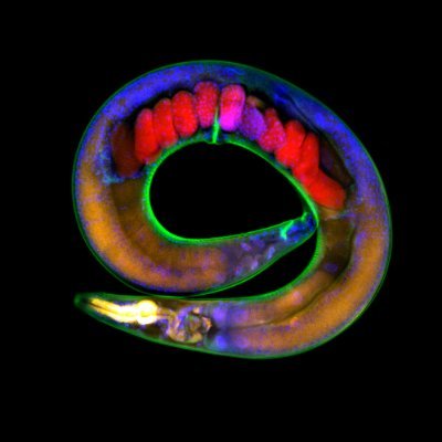 Group leader @NenckiInstitute in Warsaw, Poland.  Using C. elegans to study development, epigenetics and nuclear bodies.