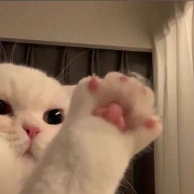 #ทาสแมว