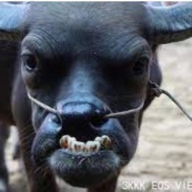 Corocoro1001's profile picture. 