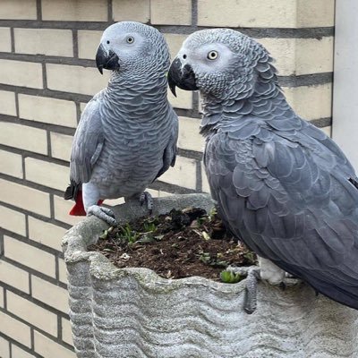 African Grey parrots available for affordable prices