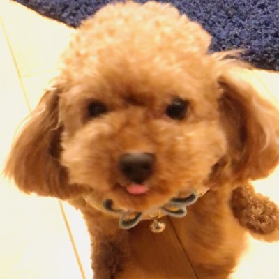 zeyacoin's profile picture. 【💰2021/1月参入時資産20万円→4月500万円、10月1600万円達成 】 2021年INXをSTOにて100万円分購入 真面目にSTの時代が来ると信じている $INX $SHIB $USD