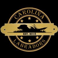 Carolina Labradors(@carolina_labs) 's Twitter Profile Photo