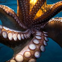 OCTO (@octosmartdefi) 's Twitter Profile