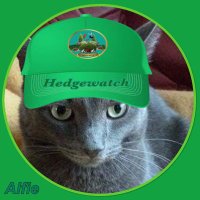 Alfie (and π Milo) π¬π§ π± πΌ π¬π§ (@catscamera) 's Twitter Profile