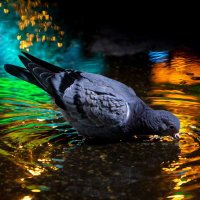 محمد الشمري العراقي (@mhmdalshmryalr1) Twitter profile photo