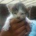 =^_^=Tommy The Cat¯\_(ツ)_/¯ (@jcvelazquezm) Twitter profile photo =^_^=Tommy The Cat¯\_(ツ)_/¯ (@jcvelazquezm) Twitter profile photo