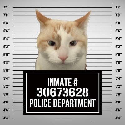 cat_deformed's profile picture. hfjfbfjwcjfuejdjxhduchrucjduchducjf7chrichnotmycatubdixbsudheufbeicjeuxjr8cjr