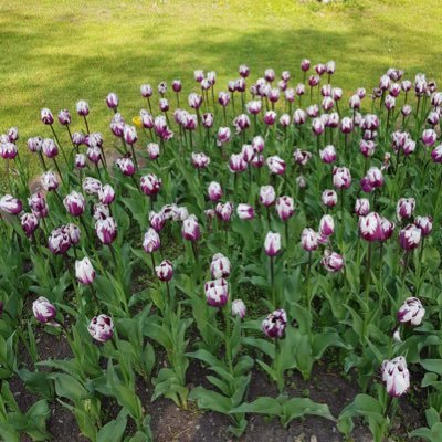 mamdou1's profile picture. Je suis une personne qui adhère à l'idée de patrie, qui aime sa patrie et s'efforce de bien la servir.