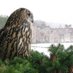 World Owl Trust (@owltrust) Twitter profile photo