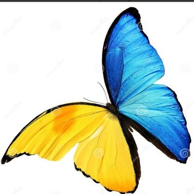 Stolen Butterfly 🦋