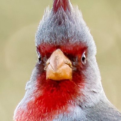 TheRealBirdGang Profile Picture